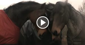 Questi tre cavalli sono cresciuti insieme, ma poi vennero separati per anni. Il momento in cui si rincontrano è indescrivibile e la loro reazione è commovente fino alle lacrime.
