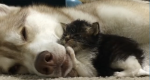 Gatto VS Cane. Esilarante!