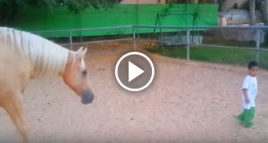 Un bambino che soffre della sindrome di Williams viene messo nel recinto di un cavallo. L’animale capisce subito che si tratta di un bimbo speciale e il suo modo di agire vi lascerà a bocca aperta…