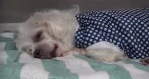 Julie non è malata, ma è molto triste. Questa cagnolina di 12 anni ha il cuore in frantumi dopo che la sua famiglia l’ha abbandonata in un canile per un motivo davvero stupido.