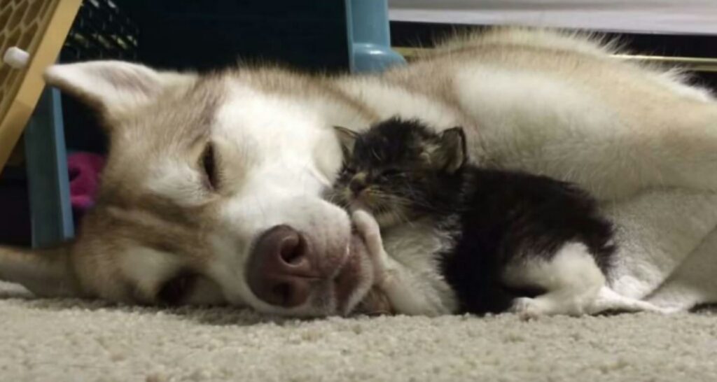 “Fuori faceva molto freddo… Quando ci siamo svegliati abbiamo visto che la nostra cagnolina era sparita da casa con i suoi cuccioli. Simo usciti per cercarla e ci siamo imbattuti in un passeggino. Dentro c’era Puti e i suoi cuccioli. Ma quando l’abbiamo spostata abbiamo visto con stupore che non era sola… sotto di lei c’era un bambino!”