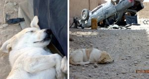 “Ai soldati è vietato avvicinarsi ai cani, rischiavo di finire in prigione. L’ho nascosto nel sacco e l’ho portato alla base, volevo trovare un modo di portarlo a casa ma poi sono rimasto gravemente ferito…”