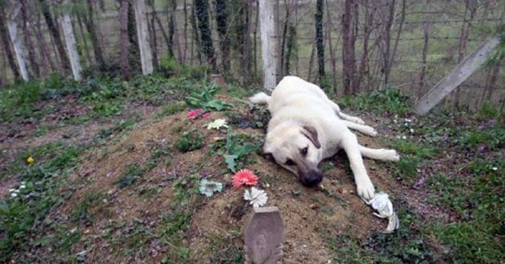 Il cane si accuccia sulla sua tomba tutti i giorni, da quasi 3 anni e, ogni volta, il cuore di Zafer si spezza in mille pezzi
