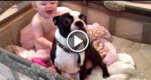 La mamma dice al cane di scendere dalla culla della figlia ma la sua reazione è stupenda