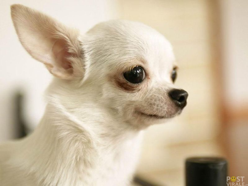 La cagnolina è salita, si è seduta accanto a me e si è messa a guardare fuori dalla finestra. È scesa poche fermate dopo. Io volevo fermarla e cercare di rintracciare il suo proprietario ma il conducente del pullman mi ha fermato. ‘Lasciala andare’ mi disse ‘ti racconto la sua storia’. Quando ha finito ero sbalordito