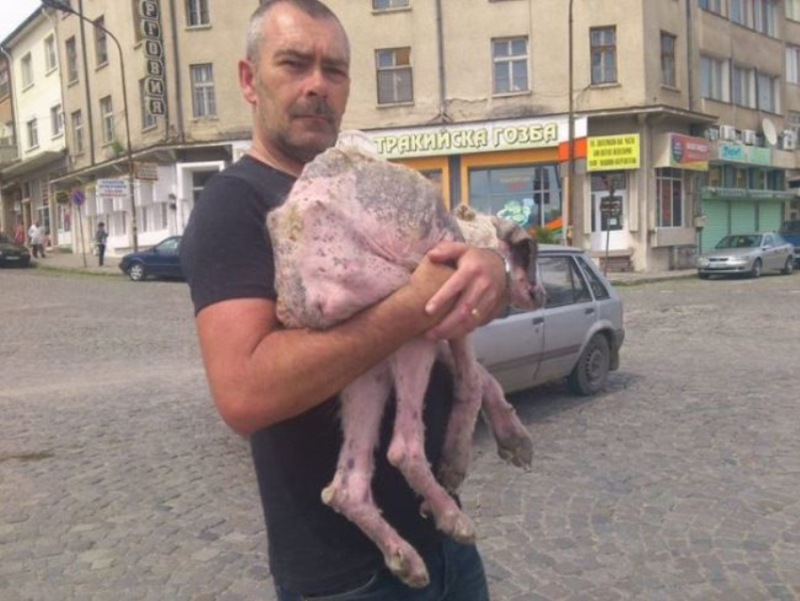 Con Flash La Vita È Stata Spietata. Adesso Questo Dolce Cagnolino Ha Bisogno Di Tutti Voi Per Trovare Una Casa