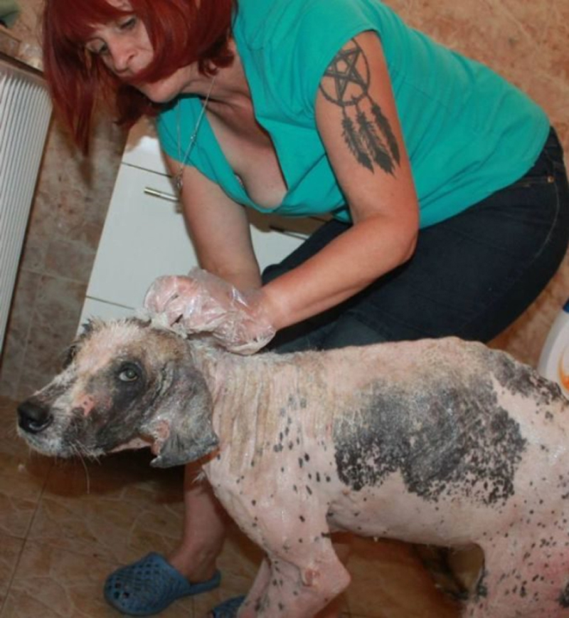 Dopo 15 anni la lasciano in canile e prendono un cucciolo. La cagnolina piange disperata mentre li guarda andare via