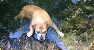 “Era esausto e infreddolito. Siamo rimasti tutti sbalorditi. Com’era possibile che quel cane si trovasse lì, in un parco naturale sperduto tra le montagne, a chilometri da qualunque abitazione?”