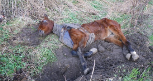 L’hanno trovata così, in un fossato nel ciglio della strada, ma la cosa peggiore è avvenuta pochi minuti dopo, quando si sono resi conto che la cavalla…