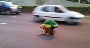 Un ragazzino ha attraversato l’autostrada per salvare un cane che era stato investito, mentre le macchine continuavano a sfrecciare.