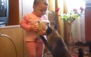 Bambina prende in braccio un gattino appena nato. La reazione di mamma gatta che corre in suo aiuto!