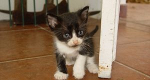 “Lo abbiamo trovato nel nostro giardino e da allora era rimasto con noi. Da un giorno all’altro però cominciò a comportarsi in modo strano, voleva stare sempre al mio fianco e miagolava fortissimo. Lo portai dal veterinario pensando che stesse male ma quello che scoprì mi lascio scioccata”