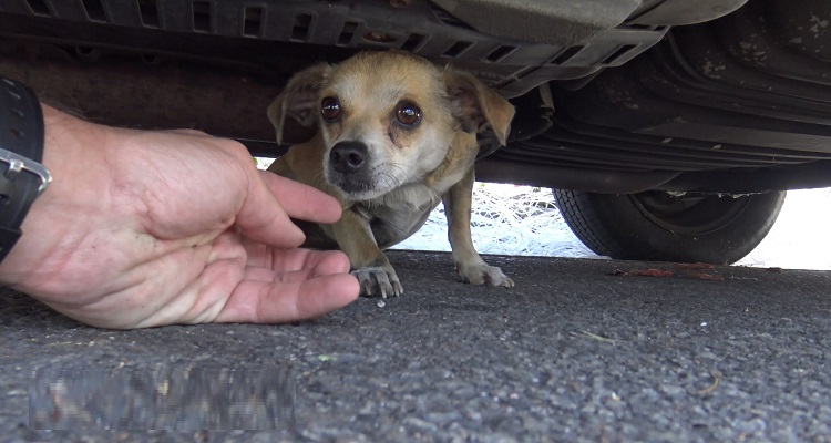 L’ho portata dal veterinario per metterle il microchip e le ho detto “tu sei mia e io mi occuperò di te finché morte non ci separi!”. Non sapevo però che in quel momento stavo cambiando il suo destino e che il mio gesto avrebbe portato a questo