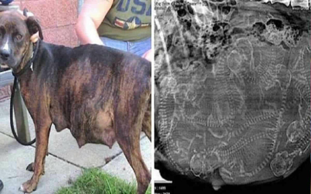 Cagnolina incinta non vuole partorire, il veterinario guarda l’ecografia e capisce