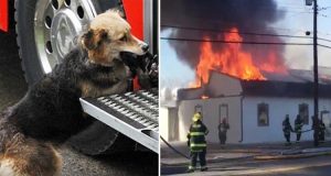 I pompieri spengono l’incendio. Solo allora vedono che il cane di famiglia porta qualcosa nel suo musetto.