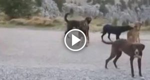 Quando vogliono abbandonare il proprio cane, lo portano alla “discarica dei cani”, una montagna isolata che ospita decine di cani abbandonati senza cibo né acqua.