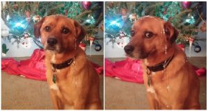 Un Natale vero per Rusty, il cucciolo usato come sacco da box dal suo primo proprietario