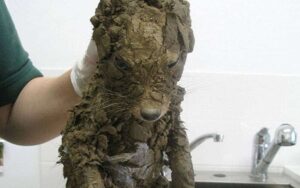 Salvano un animale: Pensano sia un cane, sotto il fango si nasconde una volpe