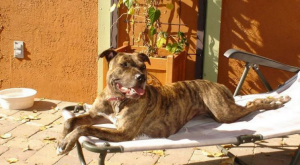 Sonnecchia serenamente sul sedile posteriore, quando ad un tratto il suo umano fa partire la sua canzone preferita…la reazione di questo adorabile cagnolone vi farà venire i brividi!