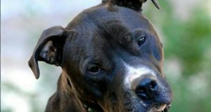 E’ stato salvato da un allevamento di cani da combattimento…ma il suo sangue era ormai affetto da una grave infezione…i volontari che lo hanno supportato e amato decidono di fargli un tributo meraviglioso….””Ti voglio bene Denzel. Tu sei il cane migliore del mondo…”