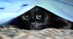 Perchè adottare un gatto nero? Dopo aver letto queste 5 motivazioni correrete subito a prenderne uno! Leggere per credere!
