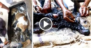 Quando l’hanno trovata era terrorizzata e in iperventilazione. Chissà da quanti giorni si trovava in quelle condizioni, si era rifugiata in un bidone di catrame e si era risvegliata pietrificata. Ormai si era rassegnata alla morte.