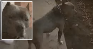 “Le urla della mia vicina di casa mi hanno svegliato, il mio cane non c’era più. Sono uscita per strada e ho visto il mio Pit bull che ringhiava e la mia vicina di casa per terra ferita. Quando ho capito quello che era successo…”