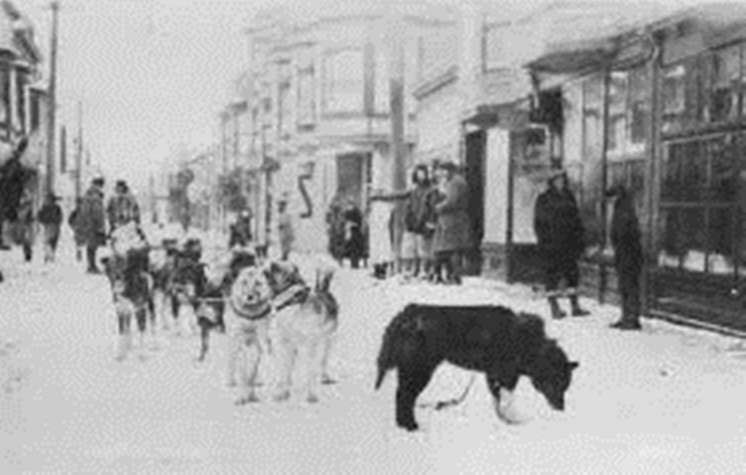 Legato con il nastro isolante, gli rimaneva un ora di vita. La commovente storia di Justice, il cane salvato dai gatti