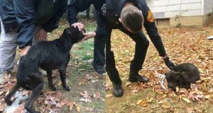 La famiglia si stava godendo un barbecue di carne, mentre i loro 5 cani morivano di fame intorno a loro e uno giaceva senza vita…