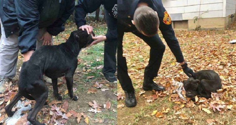 L’inganno nascosto nella frase che ripeteva sempre:” Aiutatemi ad aiutarli, adottate un povero cagnolino randagio senza casa!” Lo denunciano i suoi concittadini e poi le associazioni ci mettono un bel carico…