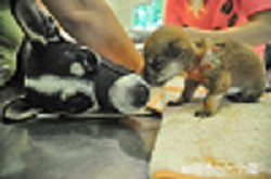 “Ho sentito della sua storia, aveva appena partorito e un incendio le aveva portato via i suoi cuccioli. Forse è stato il destino a farmi ascoltare la sua storia, la mia cagnolina era morta dando alla luce i suoi 8 piccoli. Il mio cuore mi ha detto di andare da lei, era la cosa giusta. Quando gliel’ho mesi accanto, la sua reazione mi ha scaldato il cuore