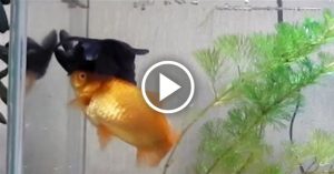 “Anche i pesci hanno sentimenti” lo dimostra un incredibile video, dove un pesce disabile viene quotidianamente aiutato a nutrirsi dal suo compagno.