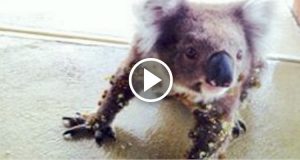 Questo Koala era completamente ricoperto di spine dolorose. Fortunatamente è andato nel posto giusto per trovare aiuto. Guardate come è riuscito a farsi aiutare.