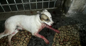 Impazzito a causa dei fuochi di artificio, questo cane ha quasi perso la vita dentro casa propria. Ecco la spiacevole sorpresa che hanno trovato i suoi umani tornando a casa…