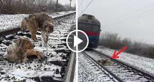 Lucy era ferita e non riusciva a muoversi, Lui l’ha protetta per due giorni, si sdraiava accanto a lei per tenerla al caldo e insieme aspettavano che i treni gli passassero sopra tenendo la testa abbassata.