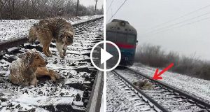 Lucy era ferita e non riusciva a muoversi, Lui l’ha protetta per due giorni, si sdraiava accanto a lei per tenerla al caldo e insieme aspettavano che i treni gli passassero sopra tenendo la testa abbassata.