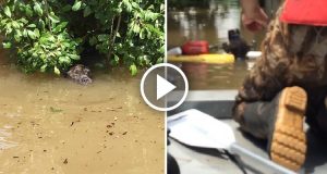 I cani possono mangiare la carne di maiale? Ecco tutto quello che c’è da sapere!