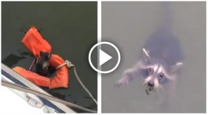 “Non sapevamo come fosse finito in acqua quella creaturina. Era esausto ma non era un animale domestico, se avessimo provato a prenderlo, si sarebbe spaventato rischiando di annegare…” Quello che hanno fatto per salvare l’animale è davvero commovente.