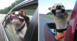 Perché i cani amano la brezza dell’auto in corsa ma se soffiamo sul loro muso si infastidiscono? Ve lo spieghiamo con 12 fotografie davvero esilaranti.