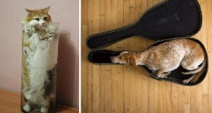 20 animali che riescono a infilarsi nei luoghi più impensabili. Sono semplicemente adorabili.
