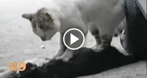 Un gatto viene investito e resta a terra in fin di vita. Quello che fa il suo amico non solo vi commuoverà ma vi lascerà letteralmente a bocca aperta. Ecco il video che ha stupito milioni di utenti.