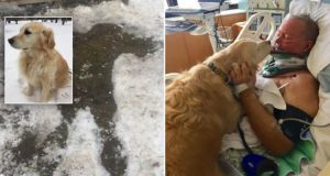 “Quando sono caduto sul ghiaccio e mi sono accorto di non riuscire a muovermi, ho capito che sarei morto, ero isolato e faceva troppo freddo, poi ho visto quello che stava facendo la mia cagnolina e ho pensato che forse avevo ancora una speranza di sopravvivere”