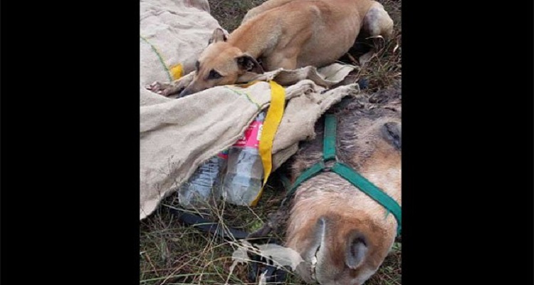 Quando hanno visto questo cane randagio, tutti sono rimasti scioccati. Era un cane sconfitto dalla vita, vivo per un miracolo