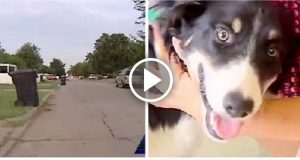 La storia di Bruno, cane cieco e sordo dimostra che tutti gli animali meritano una seconda opportunità