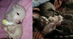 Questo piccolo pitbull stava per essere ucciso, una fine terribile. Ma una coppia di gatti fa qualcosa di incredibile per salvarlo