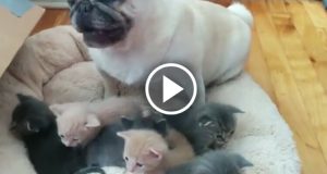 Quando il gatto non c’è, il carlino…o forse non era proprio così! Guardate cosa fa questo cagnolino quando mamma gatta si assenta…meraviglioso!!!