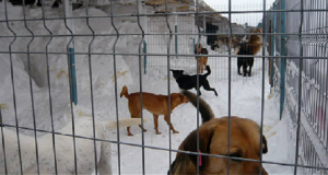 Emergenza neve. Gli aiuti ci sono mancano i mezzi di trasporto. Condividiamo per unire l’Italia e fare del bene. Diamo una mano a questi poveri animali e ai volontari che si occupano di loro…