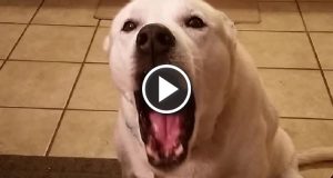 Questo cane ha qualcosa da dirvi e fareste meglio ad ascoltarlo! È impressionante come riesce ad azzittire chiunque