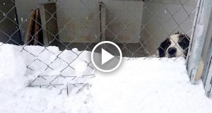 La staffetta col cuore è stata una buona iniziativa ma gli animali continuano ad essere condannati a morire di stenti o travolti dalle slavine. Servono aiuti da parte di tutti…