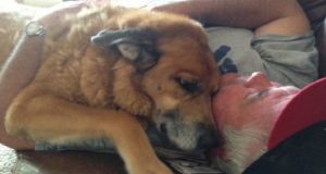 Il cane di famiglia li lascia per sempre, lo amavano ed erano distrutti dal dolore. Dopo due giorni ricevono un segno che fa pensare loro, che l’amato cane sia felice li dov’è…